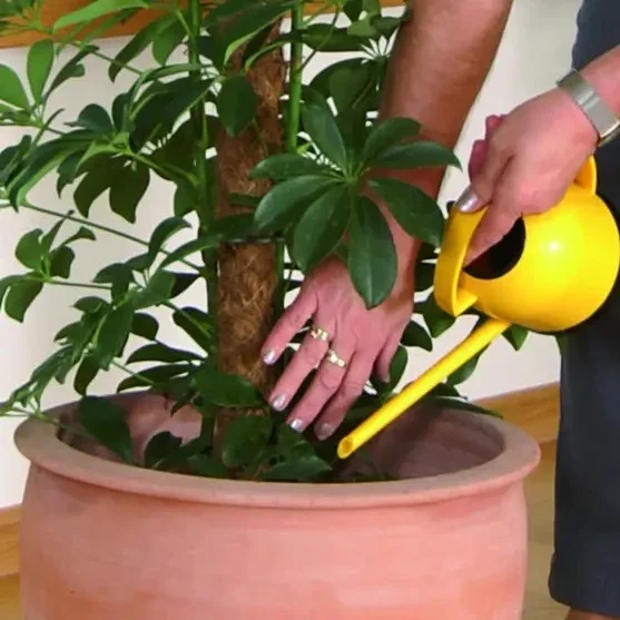 Hände gießen eine Zimmerpflanze aus einer gelben Gießkanne in einem Blumentopf.