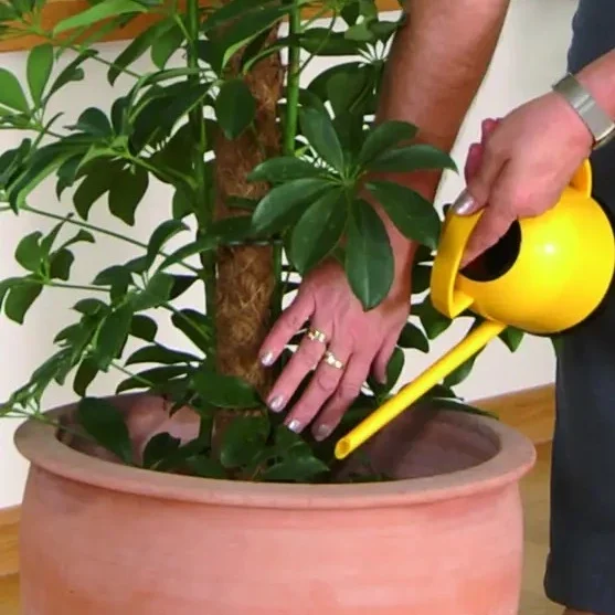 Frau beim Blumen giessen Eine Person gießt eine Pflanze aus einer gelben Gießkanne in einen Blumentopf.
